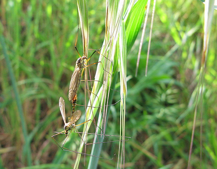 Tipulidae in accoppiamento